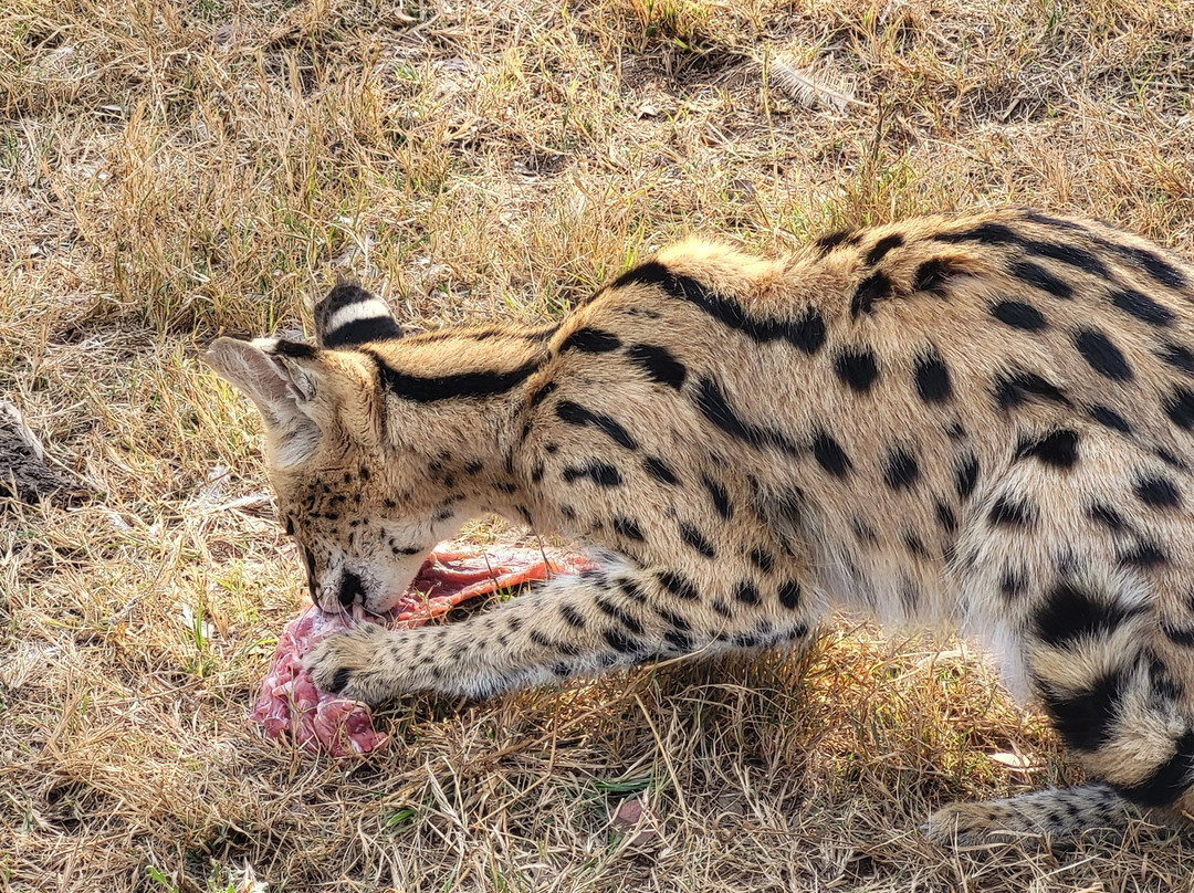 Sondela Nature Reserve Accommodation主图