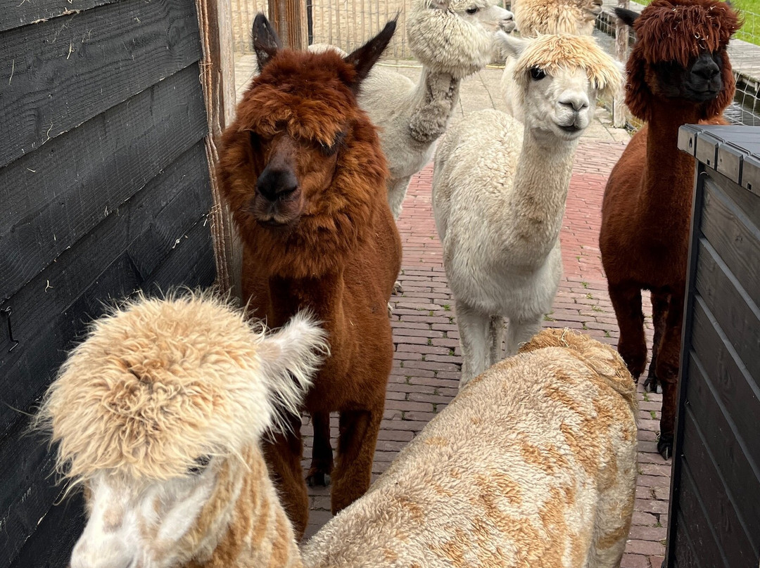 AlpaCasa-Nieuwerkerk aan den Ijssel必去景点