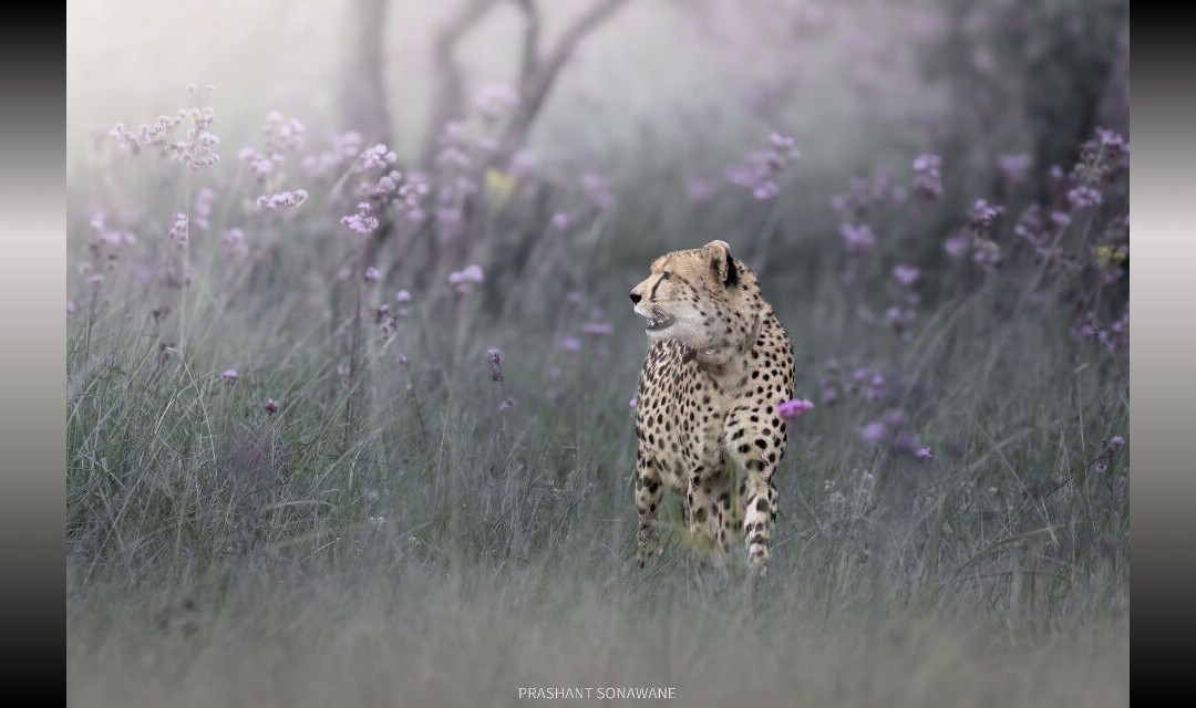 Megha Tour Sri Lanka-Dodampahala South必去景点