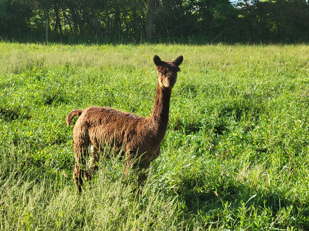 Alpaca Meadows-曼斯费尔德必去景点