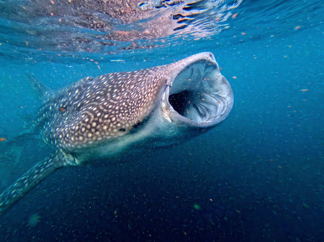 Euro-Divers Vilamendhoo-维拉蔓豪岛必去景点