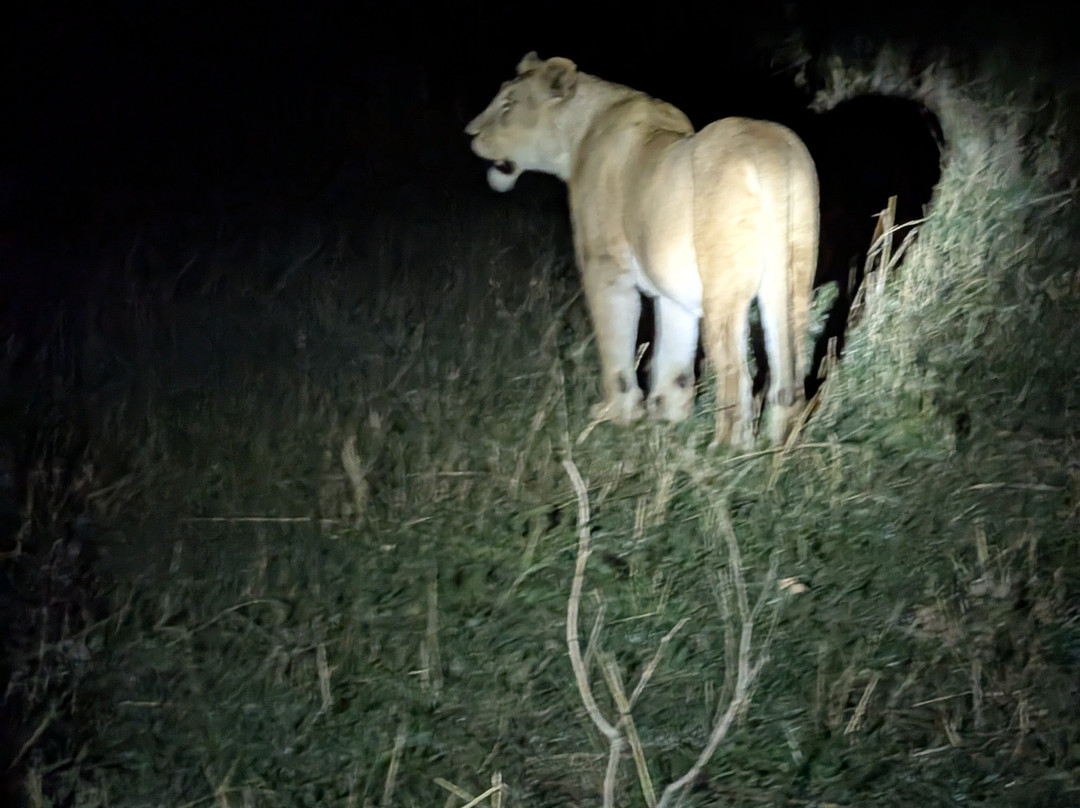 Adventures Aloft Balloon Safari Tanzania-Ikoma必去景点