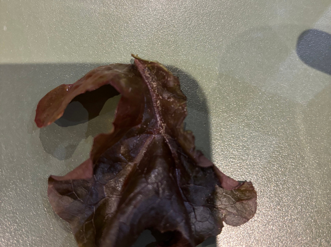 La Ferme aux Oies-Marcq-en-Baroeul必去景点