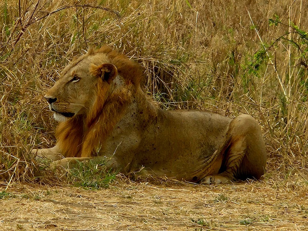 Best tour operator in Tanzania by Rede Tours and Safaris-多多马必去景点