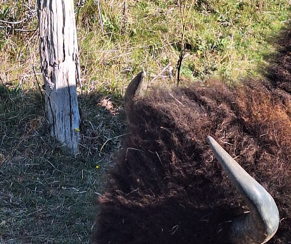 Buffaloland Provincial Park-Montague必去景点