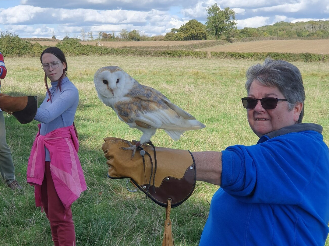The Falconry School-格洛斯特必去景点