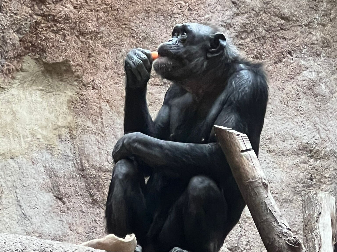 Zoo Leipzig-莱比锡必去景点