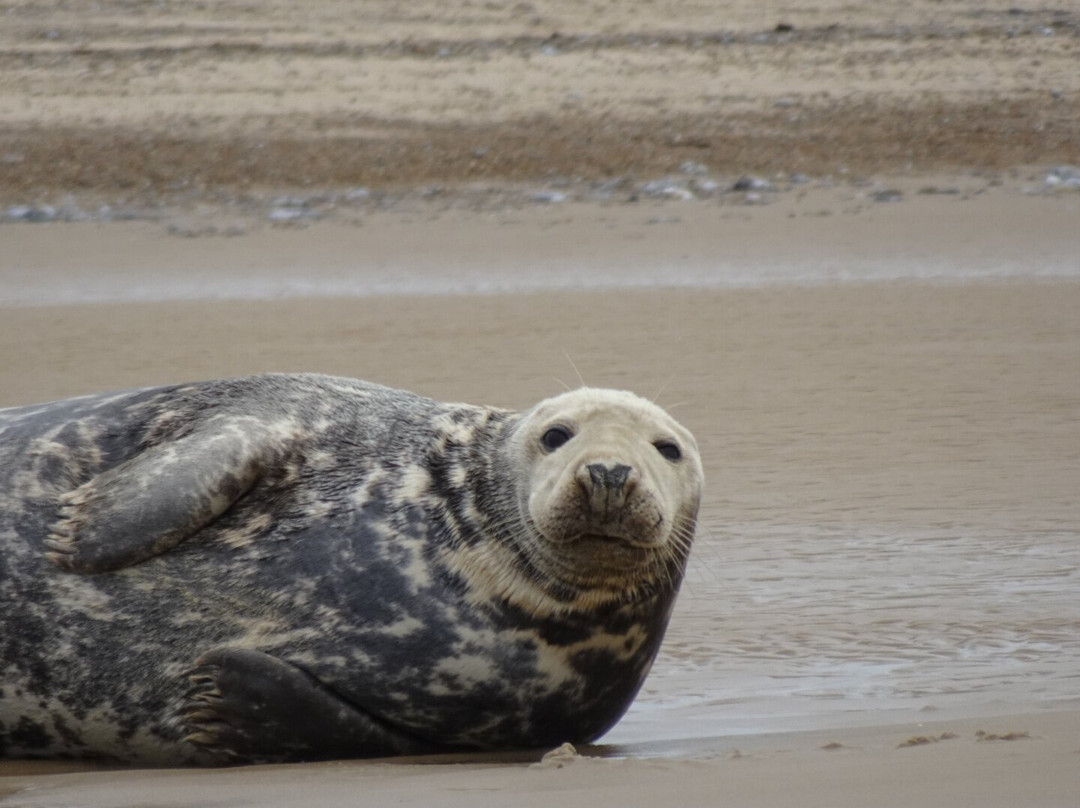 Bishops Boats Seal Trips-布莱克尼必去景点