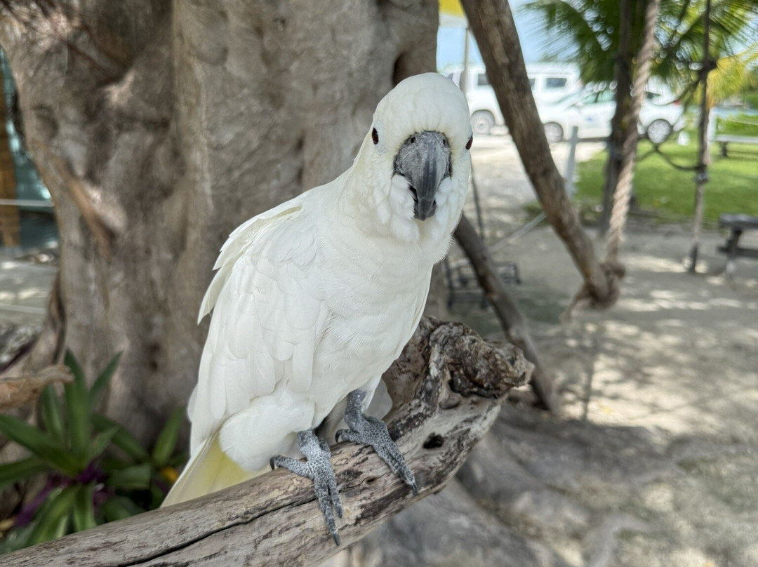 The Dolphin Experience-弗里波特必去景点