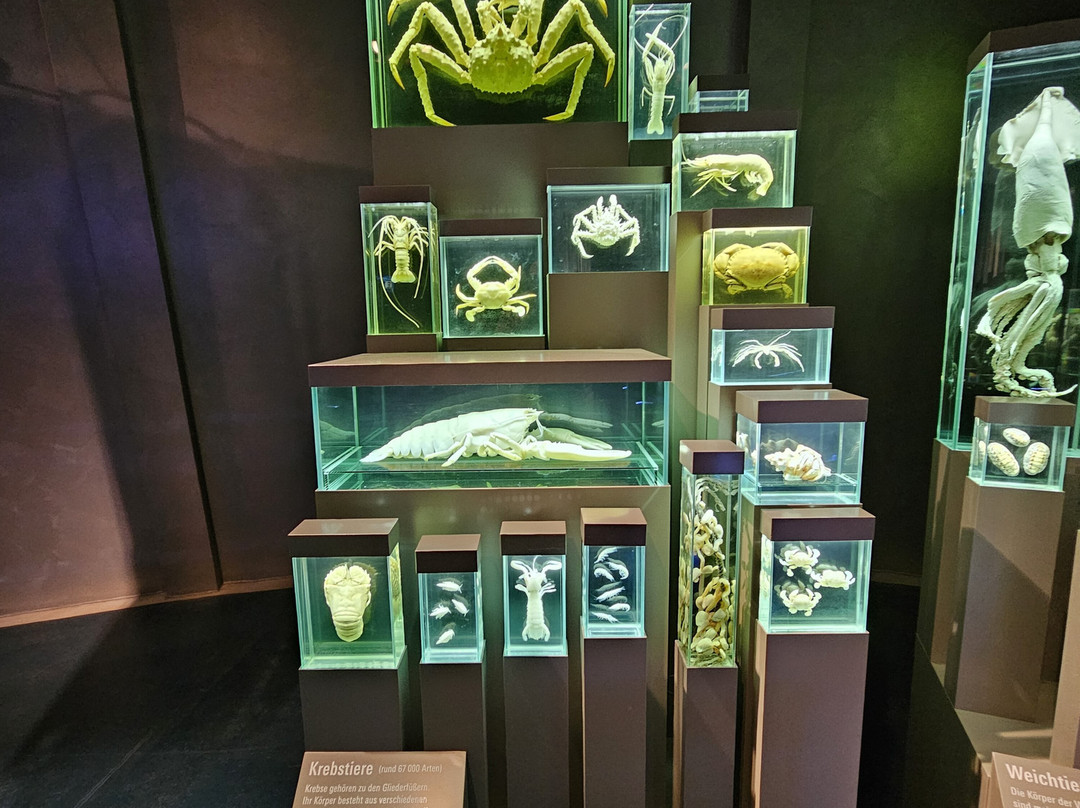 Ozeaneum-施特拉尔松德必去景点