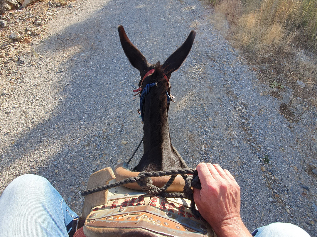 Plakias Horse Riding Center-Plakias必去景点