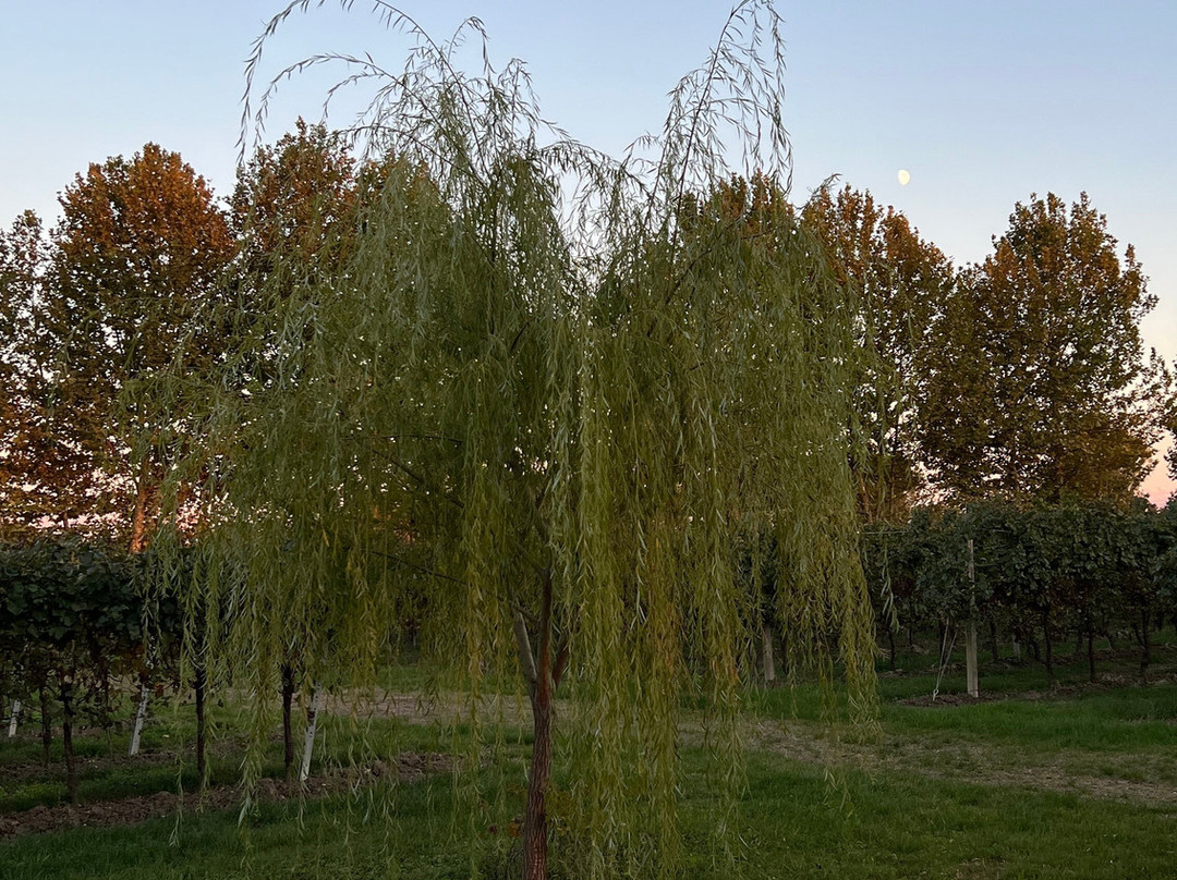 AGRITURISMO LE CIPRESSINE主图