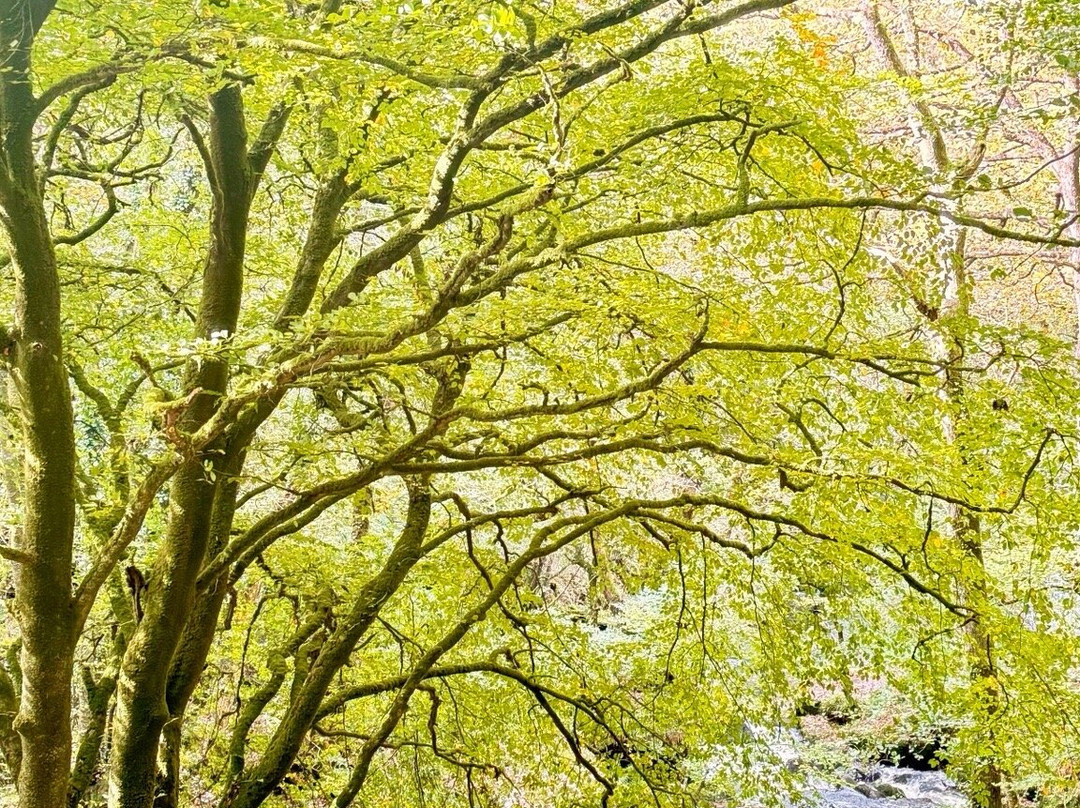 Golitha Falls-利斯卡德必去景点