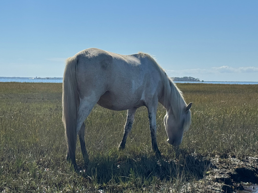 Riptide Pony Tours-Chincoteague必去景点