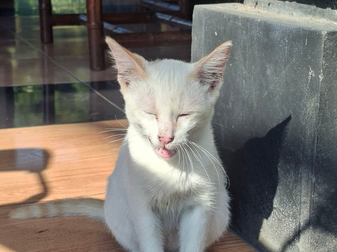 Jatiluwih Cycling & E-bike Tours With Bali By Pedals-达巴南必去景点