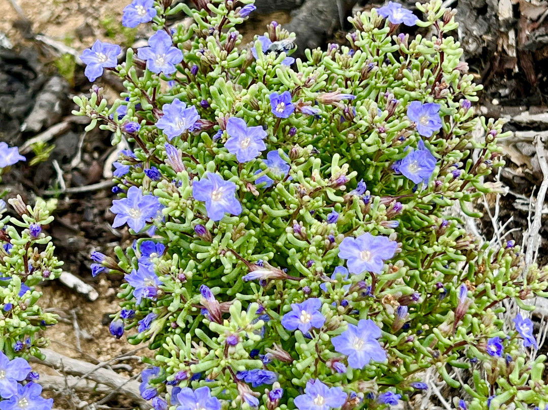 Parque Nacional Llanos del Challe-Huasco必去景点