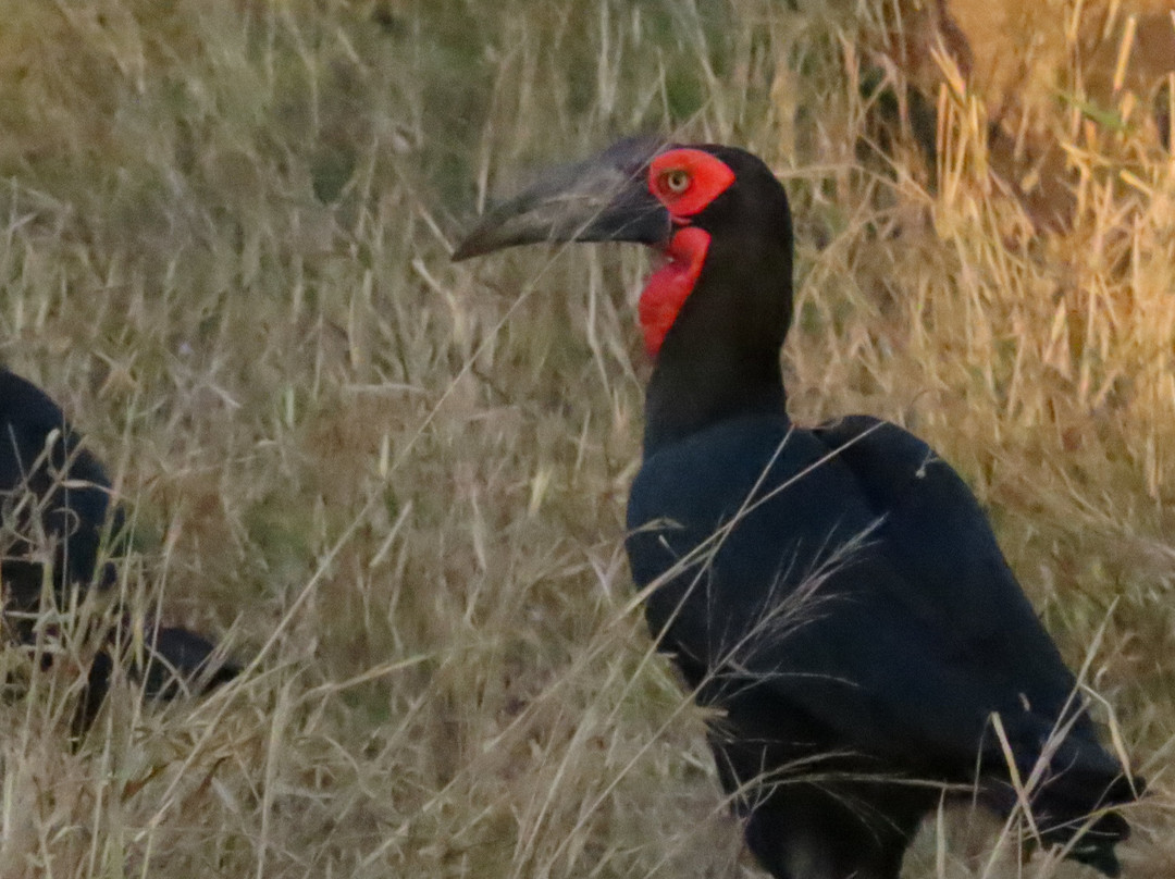 Bearded Heron Safaris-司库库札必去景点