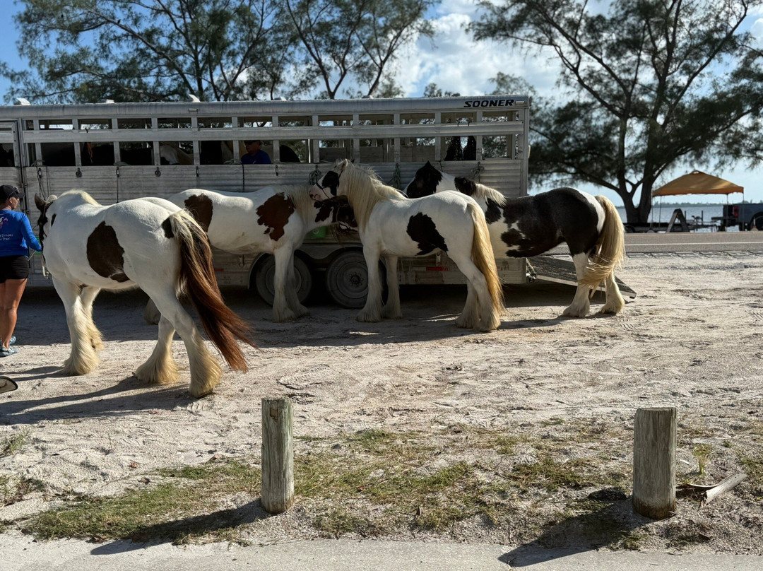 C Ponies Beach Horseback Rides-布雷登顿必去景点