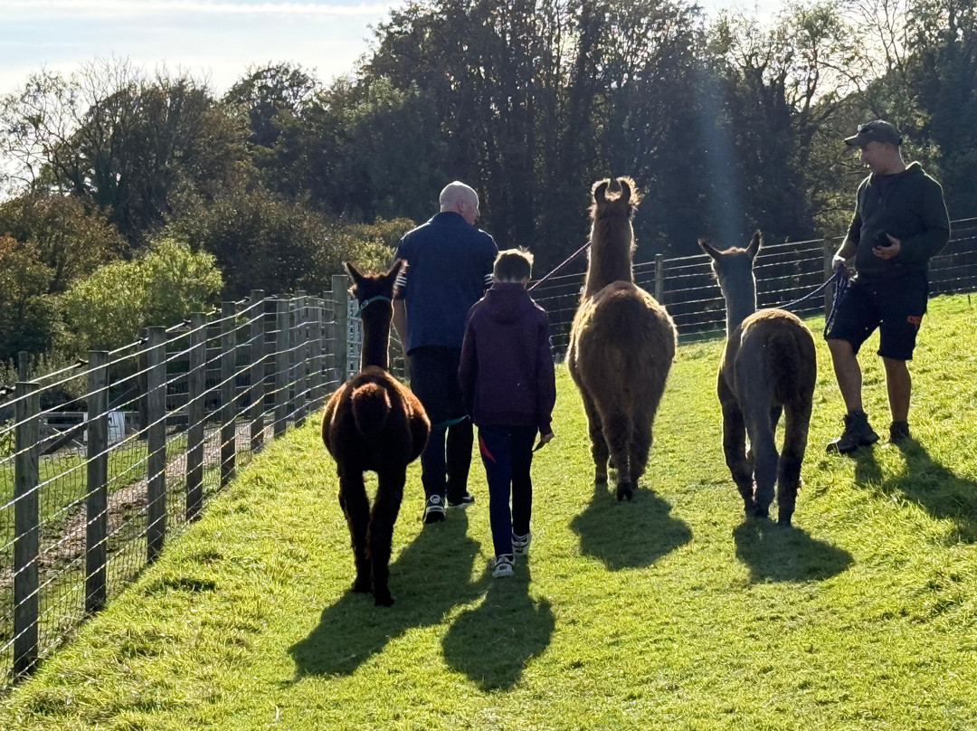 Bardsea Alpacas And Llamas-Bardsea必去景点