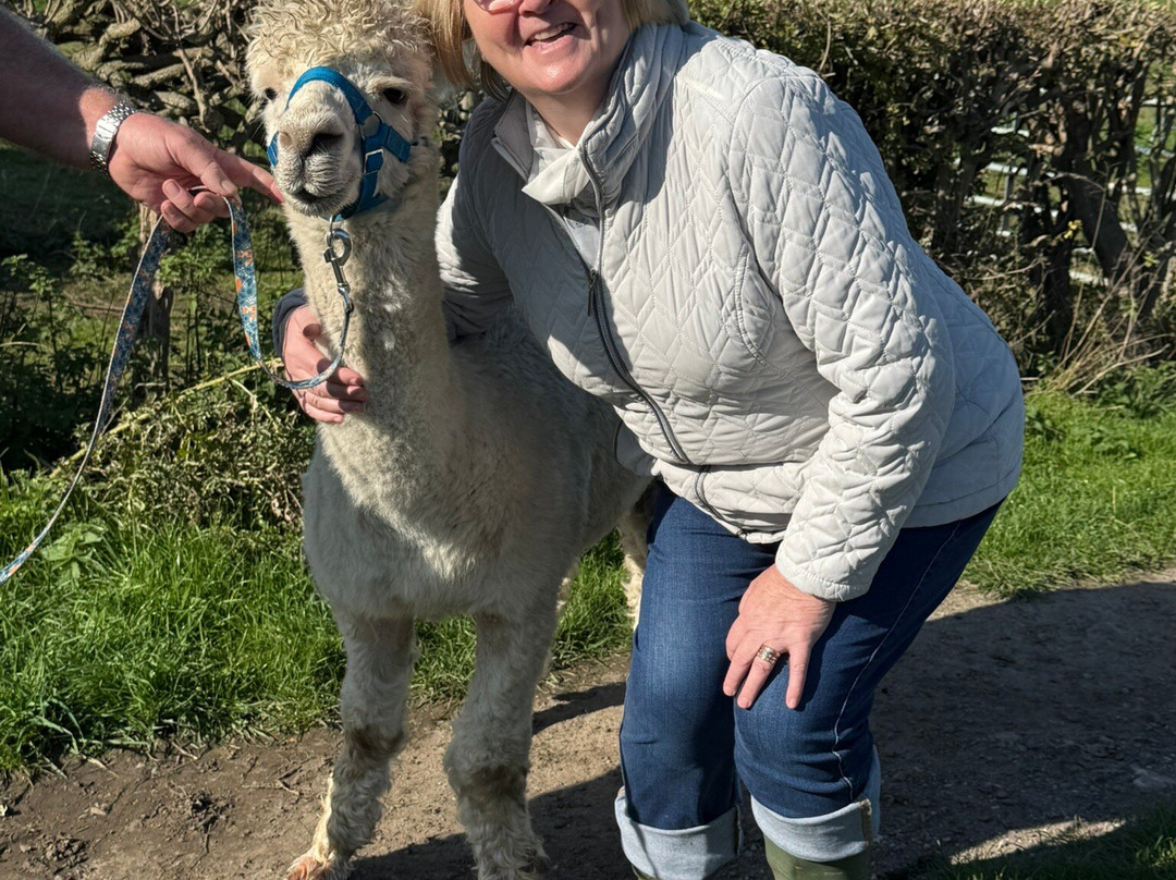Elmet Alpaca Trekking and Tearoom-Sherburn in Elmet必去景点