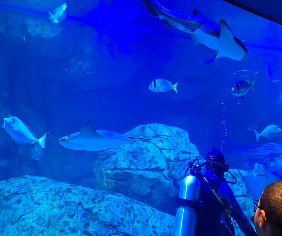 Marassi Aquarium & Underwater Zoo-Diyar Al Muharraq必去景点