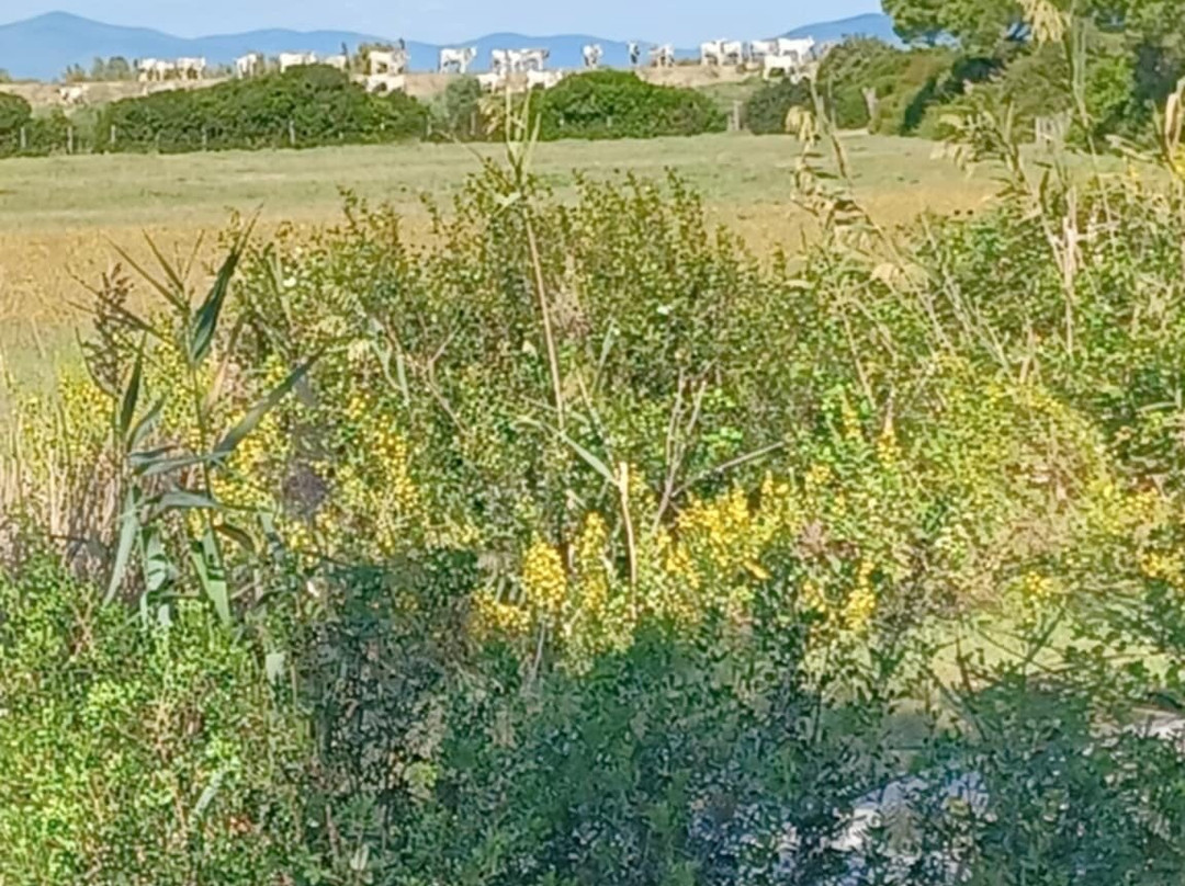 Carrozze di Maremma-Alberese必去景点