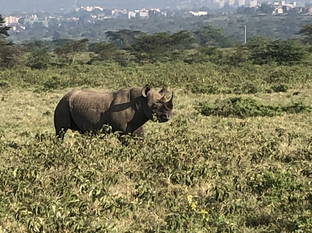 Joyina Safaris Africa-内罗毕必去景点