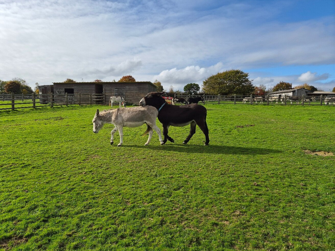 The Donkey Sanctuary-西德茅斯必去景点