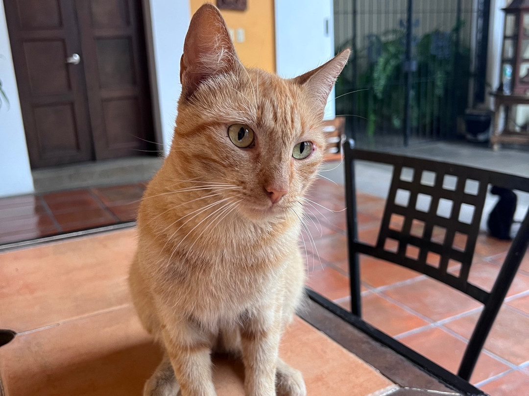 Hotel Boutique Hacienda del Gobernador主图