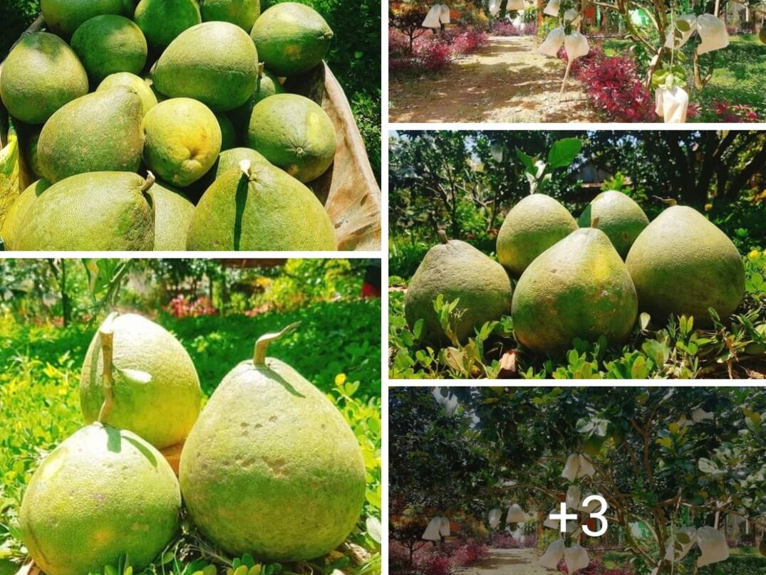 Thuy Tien Eco-Lodge主图