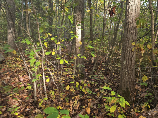 Witchwood Tours-塞勒姆必去景点