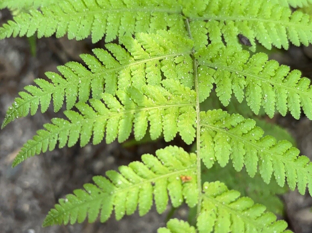 Enchanted Forest Sanctuary-泰特斯维尔必去景点