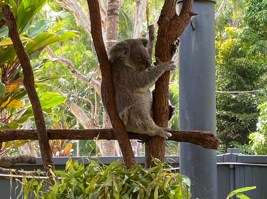 汉密尔顿岛野生动物世界-汉密尔顿岛必去景点