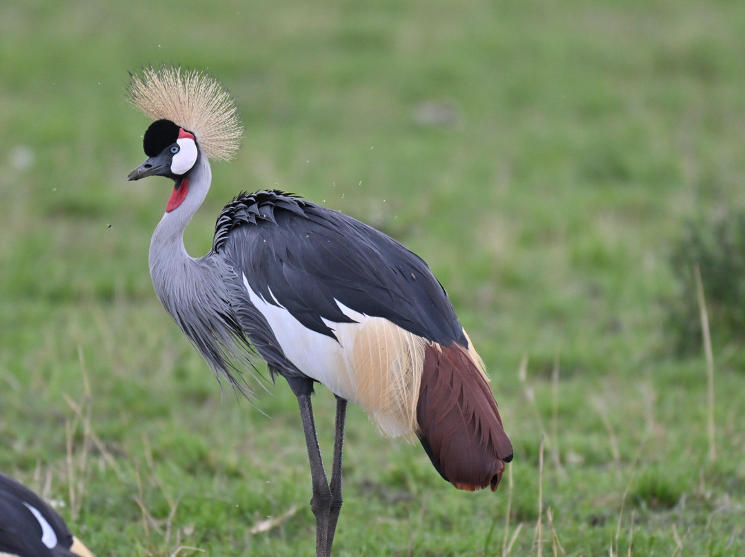 Tanzania Specialist-阿鲁沙必去景点