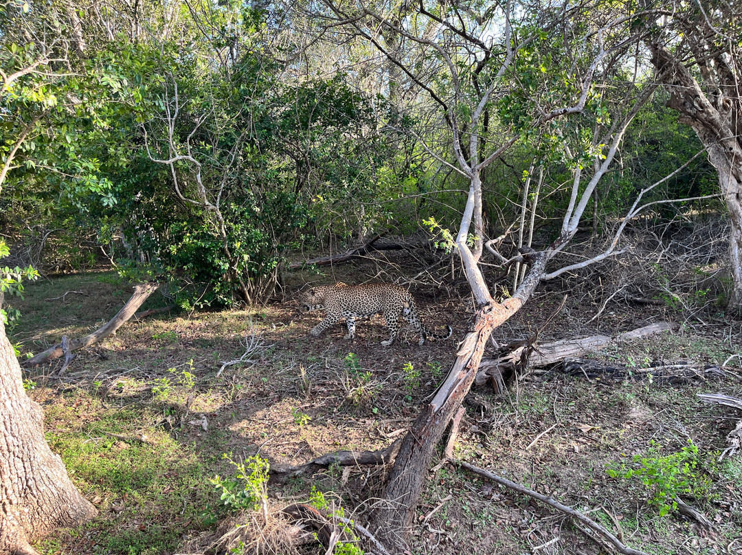 Ceylon Safari Tours-蒂瑟默哈拉默必去景点