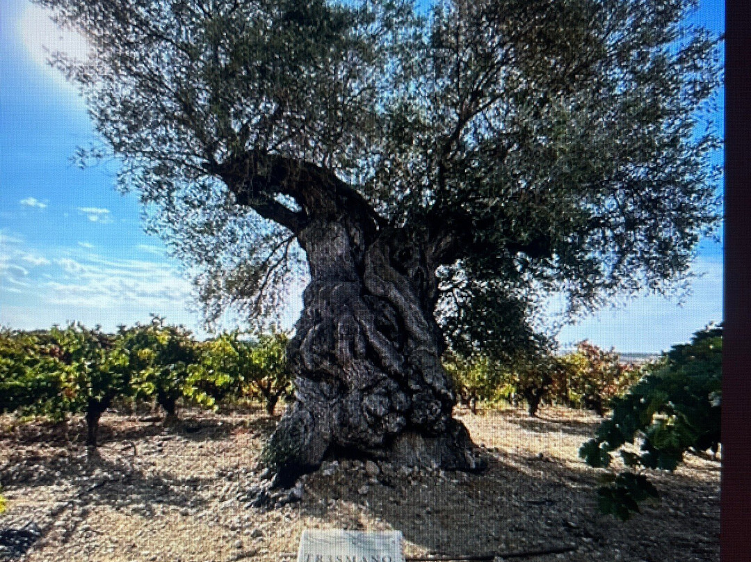 Bodega Tr3smano-Padilla de Duero必去景点