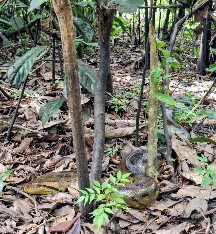 Amazon Maguta Jungle Lodge-莱蒂西亚必去景点