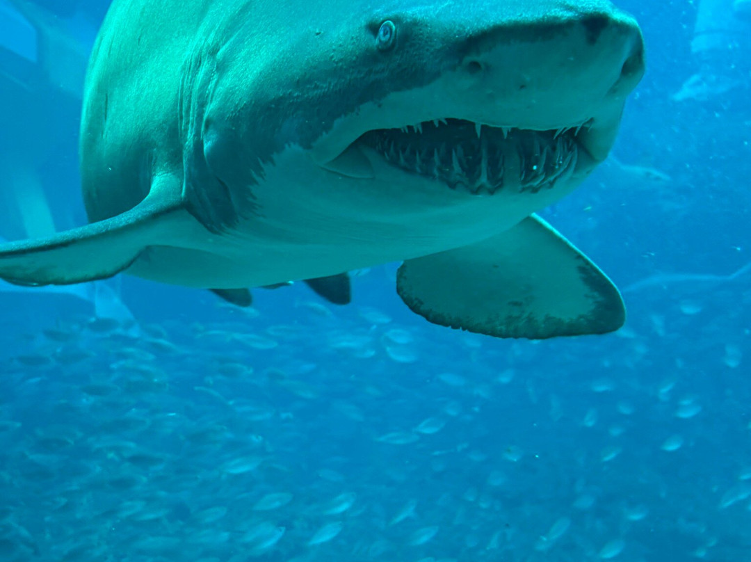 SeaWorld Yas Island Abu Dhabi-阿布扎比必去景点