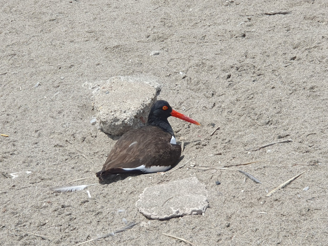 Humedal Pantanos de Villa-利马必去景点