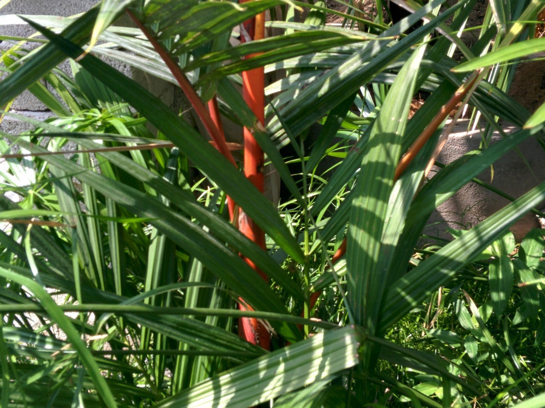 Ola Brisa Gardens-曼萨尼约必去景点