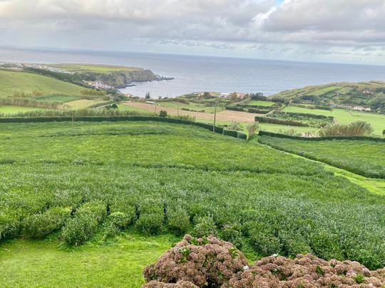 Fábrica de Chá Porto Formoso-Porto Formoso必去景点