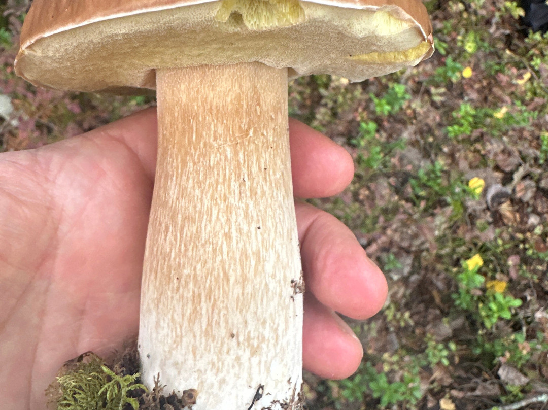 Kolovesi National Park-Southern Savonia必去景点