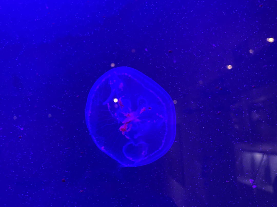 Aquarium of Rhodes - Hydrobiological Station-罗德城必去景点