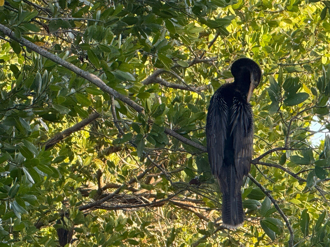 Boyd Hill Nature Preserve-圣彼德斯堡必去景点
