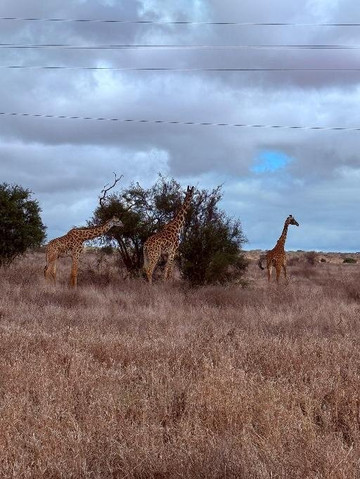 Mastrolindo Escursioni e Safari Kenya-瓦塔木必去景点