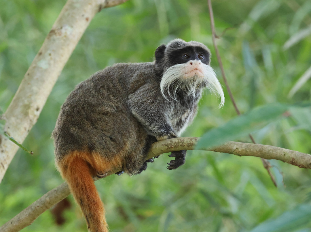 Peru Amazon Expeditions-Manu必去景点