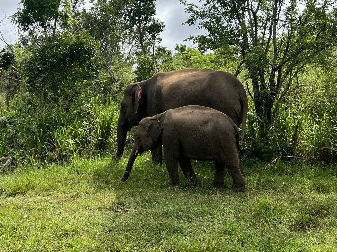 Sigiriya Ceylon Tours-锡吉里亚必去景点