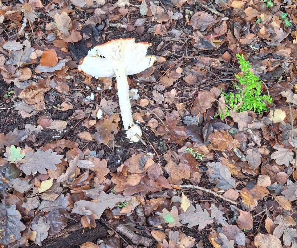 Conwy Water Gardens-Rowen必去景点