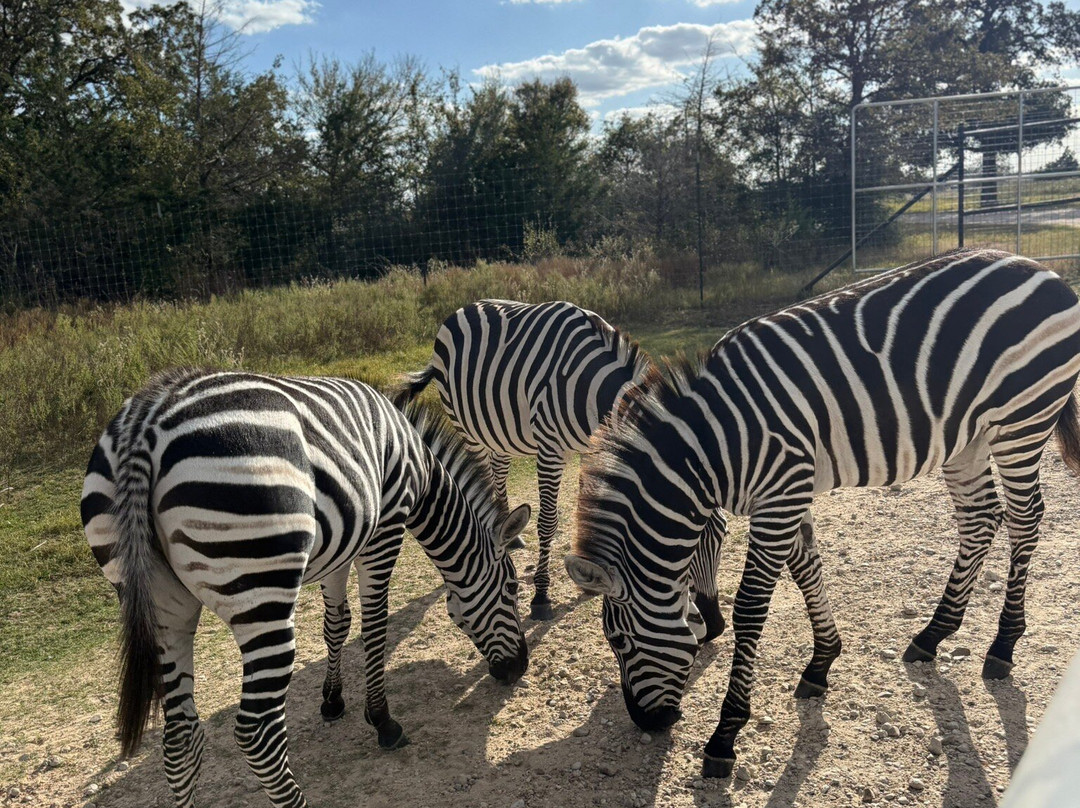 Aggieland Safari-布赖恩必去景点