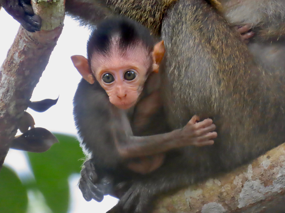 Vietnam Village-巴淡岛必去景点